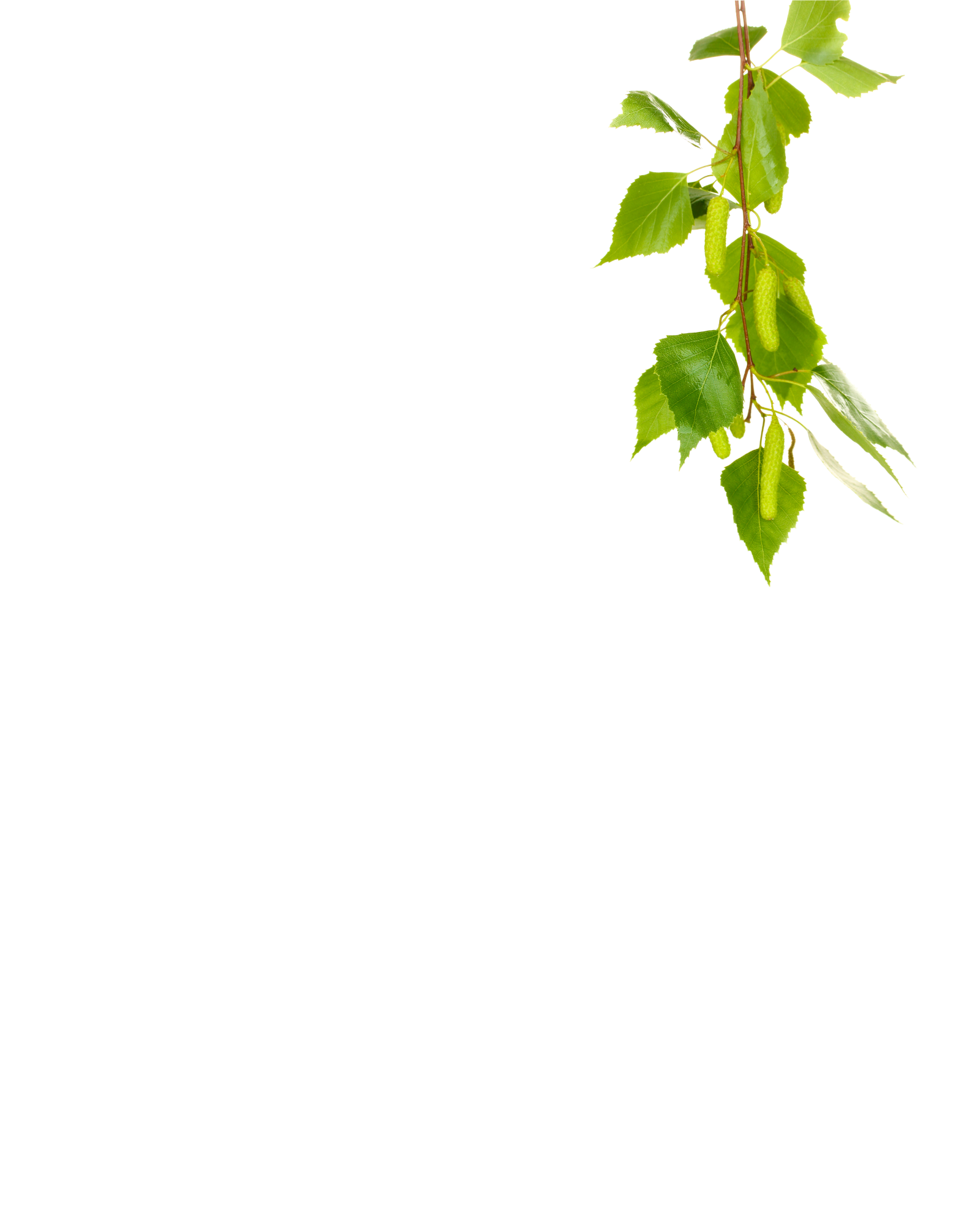 ksylitol naturalny fiński cukier brzozowy, produkowany z kory brzozowej przez firmę danisco. w 100% naturalny